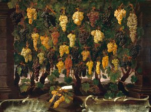 Uvas de Bartolomeo Bimbi